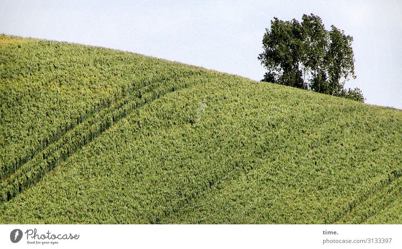 Kraftprobe bedeckter himmel orientierung einsam solo allein jahreszeit sommer vegetation blatt blätter netzwerk struktur urwüchsig wachsen baumstamm