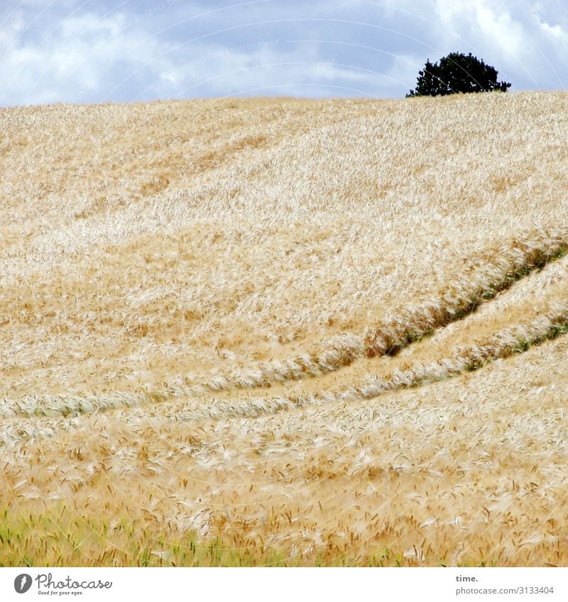 Randbemerkung Getreidefeld landwirtschaft sommer leben himmel gelb blau frisch luftig perspektive panorama horizont getreide lebendig baum wolken fahrspur