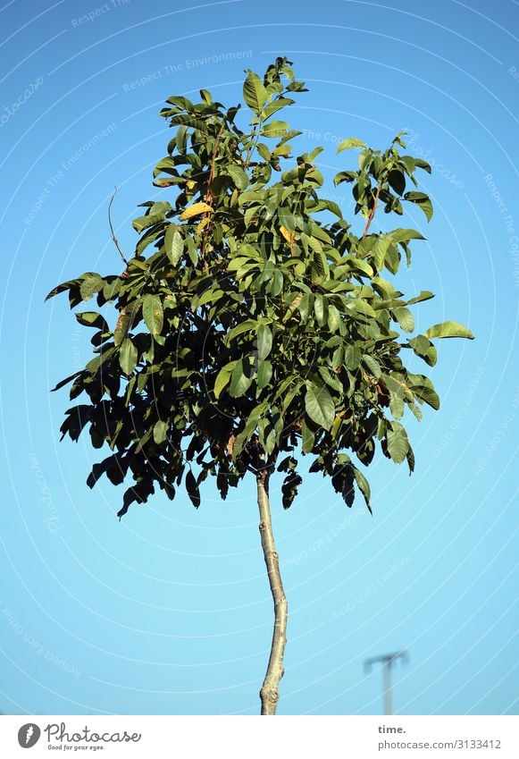 Sommerleichte baum äste zweige baumstamm himmel komplex verwirrend leben sommer grün sonnenlicht frisch lebendig strommast tanzen neugierig bewegt