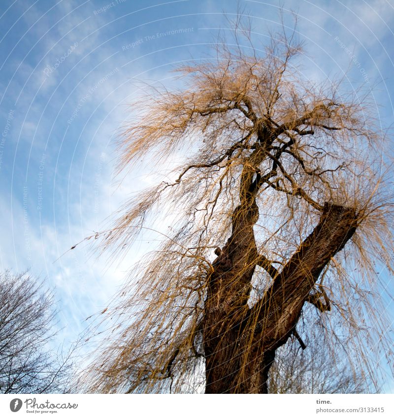 frei und ungekämmt baum himmel skurril struppig wolken krank baumstamm äste hoch natur flora wild rinde weide rebellisch überleben kampf kraft macht stärke