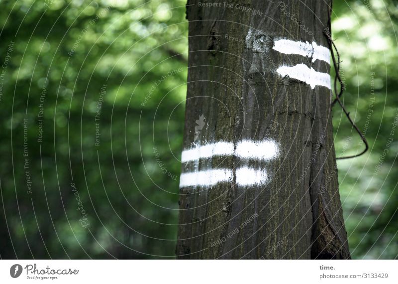 Baum & Botschaft wald baum frühling grün markierung zeichen streifen blätter tageslicht rätsel geheimnis code wandern wanderweg weiß laub blickdicht unterwegs