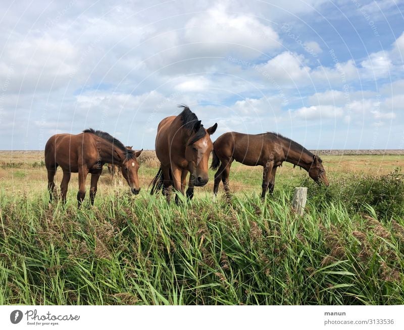 Ruhig, Brauner! Freizeit & Hobby Ferien & Urlaub & Reisen Reitsport Schönes Wetter Nordsee Weide Pferd Tiergruppe Fressen Blick Fröhlichkeit frisch Gesundheit