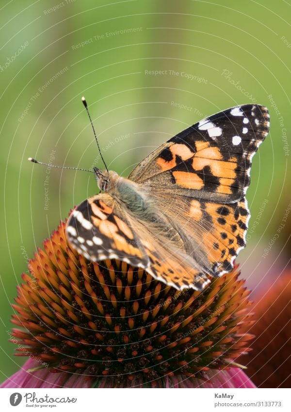 Distelfalter Sommer Umwelt Natur Tier Frühling Klimawandel Blume Blüte Roter Sonnenhut Garten Schmetterling Cynthia cardui 1 ästhetisch mehrfarbig Freude Glück