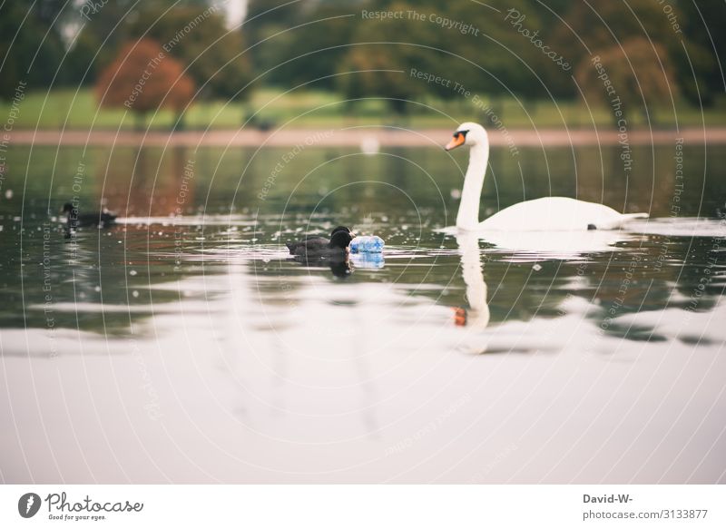 Plastikflasche schwimmt mit Enten und Schwan auf dem See | gefangen in Plastik Umweltverschmutzung Müll Wasser schwimmen Nachhaltigkeit Natur Problematik