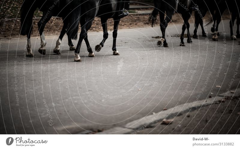 unterwegs mit dem Pferd durch die Stadt Pferde Reiter reiten stadt Beton dünster ungesund Hufeisen beschlagen grau Tier Reiten Außenaufnahme Mensch Nutztier