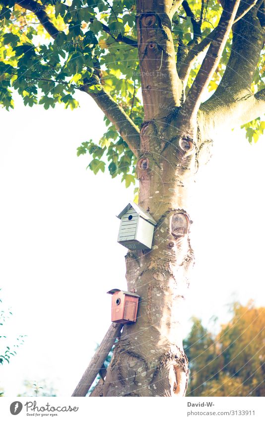 Baumhäuser Lifestyle Kunst Umwelt Natur Landschaft Sommer Herbst Winter Klima Klimawandel Schönes Wetter Garten Park Tier Vogel fliegen Baumhaus Futterhäuschen