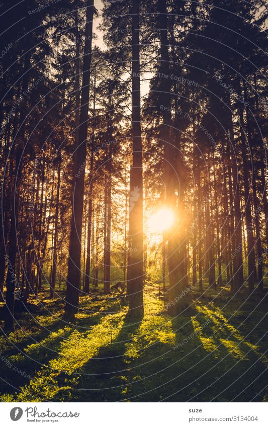 Abendsonne im Wald von Schweden Urlaub Wandern Freiheit Umwelt Natur grün Nadelwald Kiefern Klima Gesundheit Märchenwald geheimnisvoll Landschaft Pflanzen