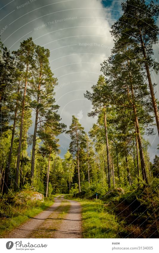 Wirtschaftsweg Gesundheit Wohlgefühl ruhig Ferien & Urlaub & Reisen Ausflug Abenteuer Freiheit wandern Umwelt Natur Landschaft Pflanze Klima Sträucher Wald