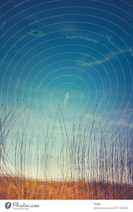 Blaue Luft schön Leben Zufriedenheit ruhig Meditation Umwelt Natur Landschaft Wasser Himmel Herbst Wetter Seeufer Teich ästhetisch frei blau Stimmung Romantik