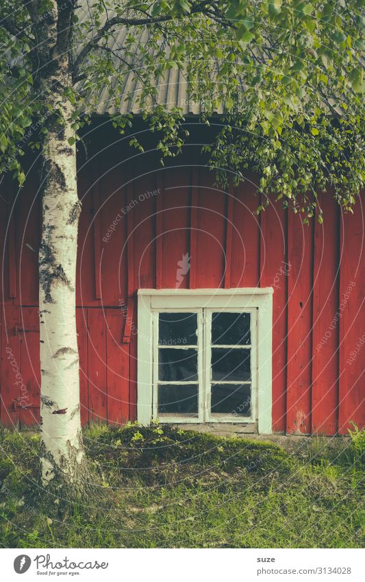 Bodenständiger Ausblick Ferien & Urlaub & Reisen Haus Umwelt Natur Baum Wiese Fassade Fenster authentisch grün rot Stimmung Einsamkeit Idylle Birke Baumstamm