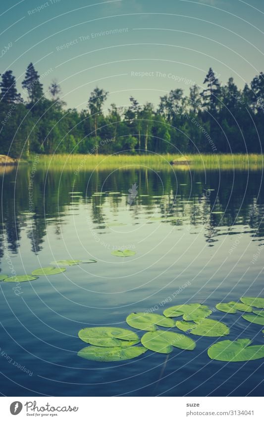 Badezusatz Gesundheit Wohlgefühl ruhig Ferien & Urlaub & Reisen Freiheit Sommer Sommerurlaub Umwelt Natur Landschaft Pflanze Wasser Klima Gras Blatt Wildpflanze