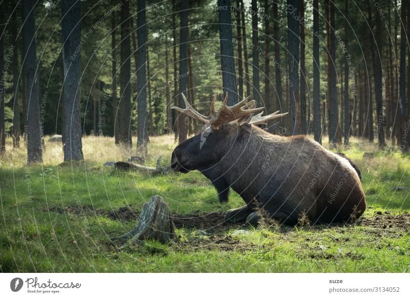 Elch liegt im Wald harmonisch Wohlgefühl Ausflug Abenteuer Freiheit Sommer wandern Umwelt Natur Landschaft Pflanze Klima Park Wiese Wildtier Tier liegen grün