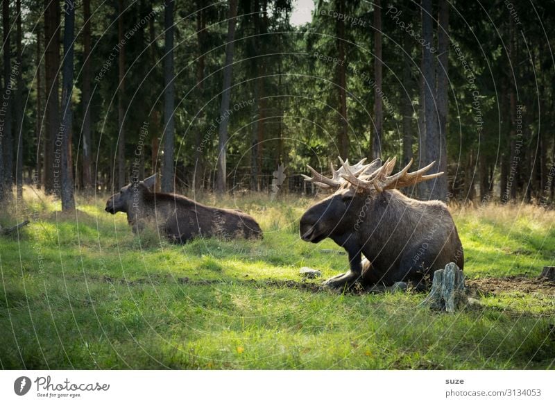 Test-Test ... harmonisch Wohlgefühl Ausflug Abenteuer Freiheit Sommer wandern Umwelt Natur Landschaft Pflanze Klima Park Wiese Wald Wildtier 2 Tier Tierpaar