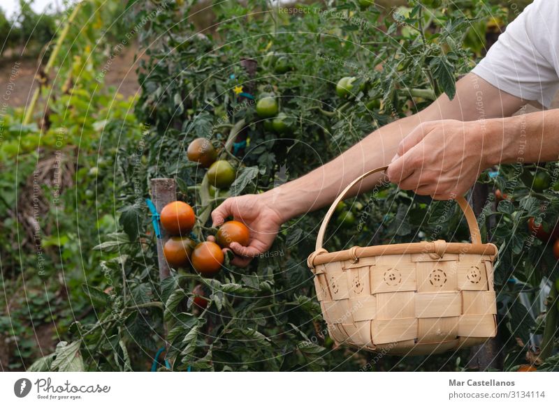 Tomaten von Hand im Obstgarten in einem Holzkorb pflücken. Gemüse Ernährung Wellness Sommer Gartenarbeit Landwirtschaft Forstwirtschaft maskulin Mann Erwachsene