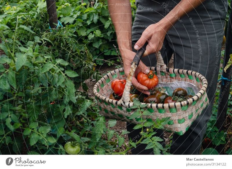 Pflücken von reifen Tomaten von Hand im Korb. Gemüse Vegetarische Ernährung Lifestyle Gesundheit Wellness Sommer Gartenarbeit Landwirtschaft Forstwirtschaft