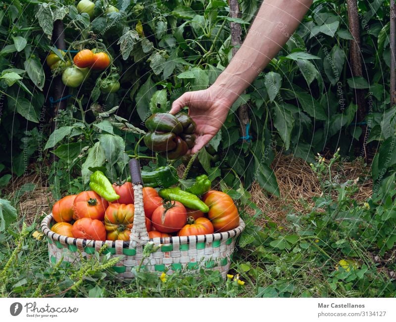 Paprika im Obstgarten im Korb von Hand sammeln. Lebensmittel Gemüse Ernährung Vegetarische Ernährung Sommer Gartenarbeit Landwirtschaft Forstwirtschaft