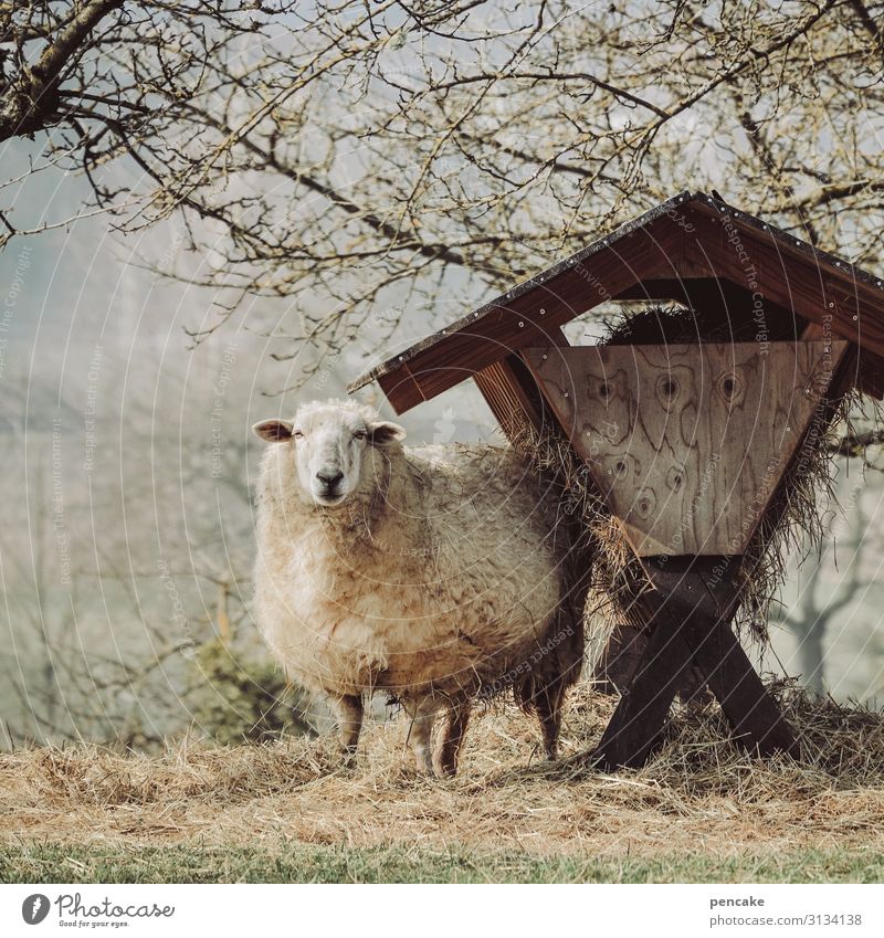 vorsicht, scha(r)f! Natur Landschaft Frühling Schönes Wetter Baum Wiese Feld Tier Nutztier Fell 1 beobachten füttern Leben Schaf Weihnachtskrippe futterkrippe