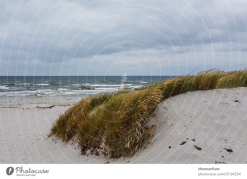 Düne mit Meer Ferien & Urlaub & Reisen Ausflug Ferne Freiheit Sommer Strand Wellen Stranddüne Strandhafer Umwelt Natur Landschaft Sand Luft Wasser Erde Himmel