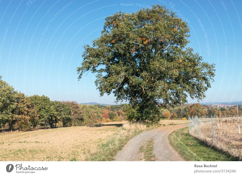 Alter Solitärbaum am Feldweg Umwelt Natur Landschaft Pflanze Wolkenloser Himmel Herbst Schönes Wetter Baum Fußweg wandern alt blau gelb grün orange Kraft Senior