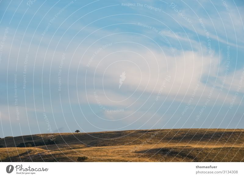 weites verdorrtes Feld mit einem Baum Ferien & Urlaub & Reisen Ferne Sommer Sonne Natur Landschaft Himmel Wolken Horizont Schönes Wetter Wind Gras Wiese Hügel