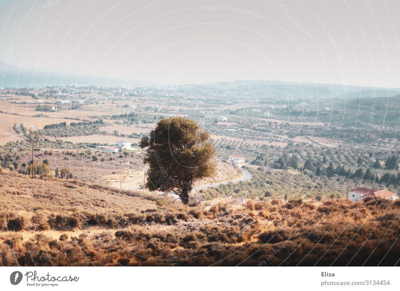 Baum Natur Landschaft Himmel Wärme südländisch Dunst Ferne Aussicht Einsamkeit Dürre Umwelt Farbfoto Außenaufnahme Menschenleer Textfreiraum oben Tag Licht