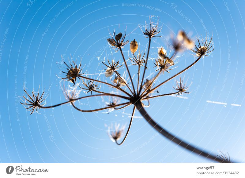 Tautropfen an einem Blütenstengel Natur Pflanze Luft Wassertropfen Himmel Wolkenloser Himmel Herbst Winter Schönes Wetter Eis Frost Wiese frisch blau braun