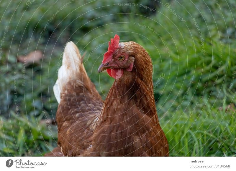 Henne oder Hahn in der Wiese Fleisch Geflügel Natur Sommer Gras Tier Haustier Flügel Haushuhn Hühnervögel 1 Mitte Perspektive Erholung stehen nah braun grün rot