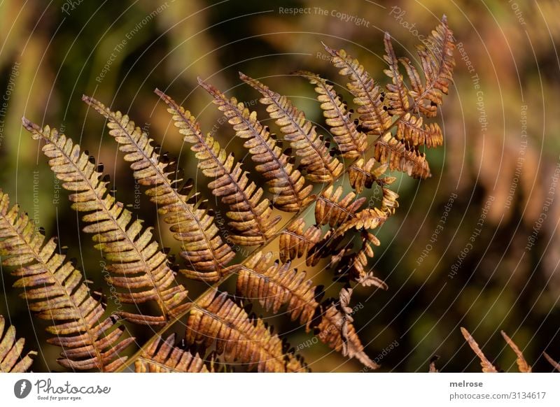 Zweig mit Blätter herbstlich Lifestyle elegant Natur Sonnenlicht Herbst Schönes Wetter Pflanze Baum Sträucher Blatt Grünpflanze Feld Perspektive Farbstoff