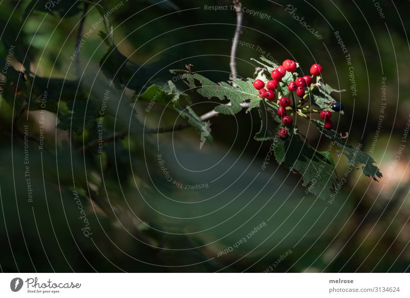 rote Beeren im Rampenlicht elegant Stil Natur Sonnenlicht Herbst Schönes Wetter Pflanze Sträucher Blatt Blüte Wildpflanze Feld rot-grün Farbtupfer