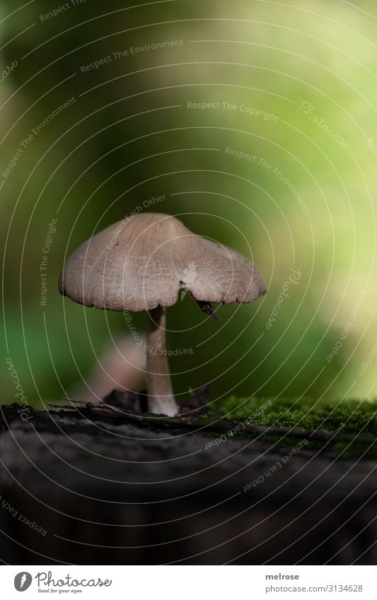 Pilz im Wald Natur Erde Sonnenlicht Herbst Schönes Wetter Pflanze Moos Gift ungenießbar Unschärfe Lichtblick Lichtschein lichtvoll Lichteinfall leuchten