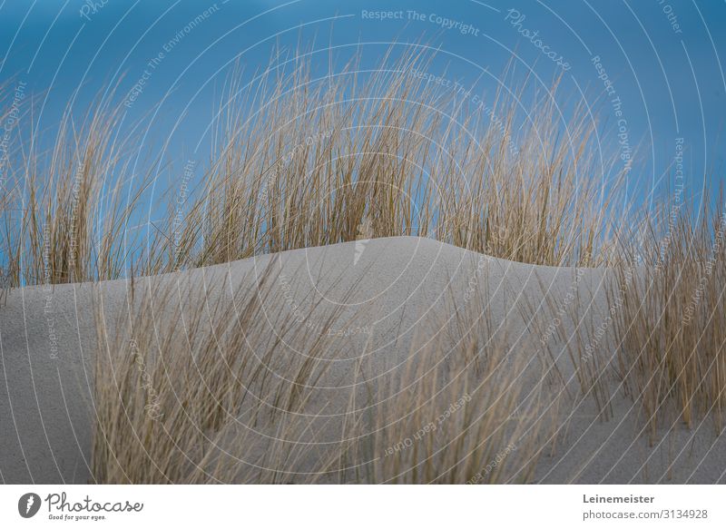 Sanddüne mit trockenen Standhafer und blauen Himmel Düne Blauer Himmel Meer Küste nordsee See Wind Strandgras Natur Sehnsucht