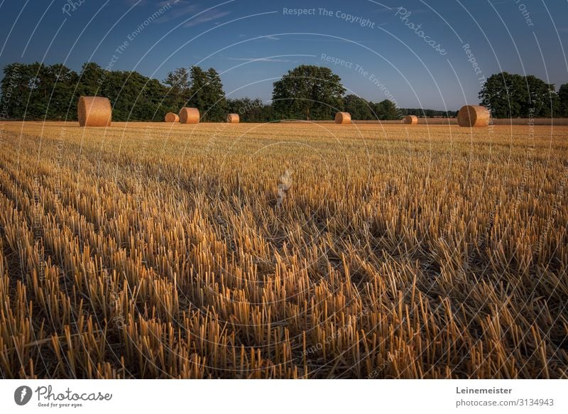 Erntezeit Umwelt Natur Landschaft Schönes Wetter Nutzpflanze Feld Hannover Deutschland Wärme Stroh Strohballen Ackerbau Rasen Stoppelfeld Abend Landwirtschaft