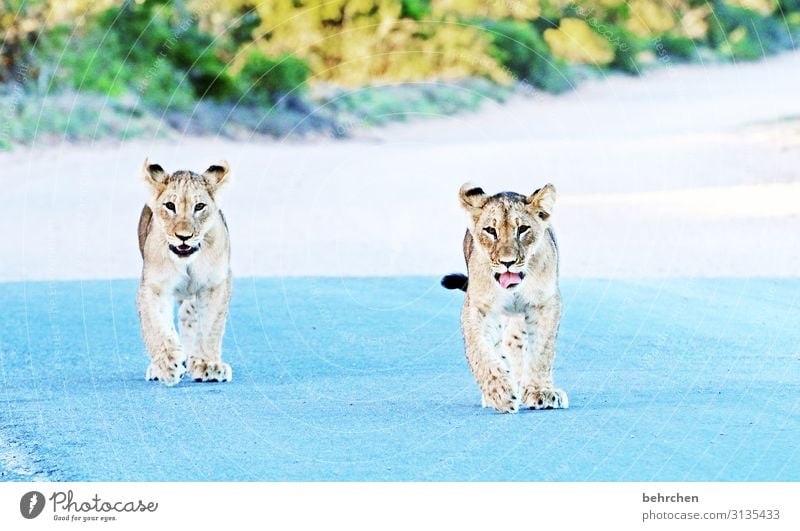 echte kerle Ferien & Urlaub & Reisen Tourismus Ausflug Abenteuer Ferne Freiheit Safari Wildtier Tiergesicht Fell Löwe Raubkatze Landraubtier Tierjunges