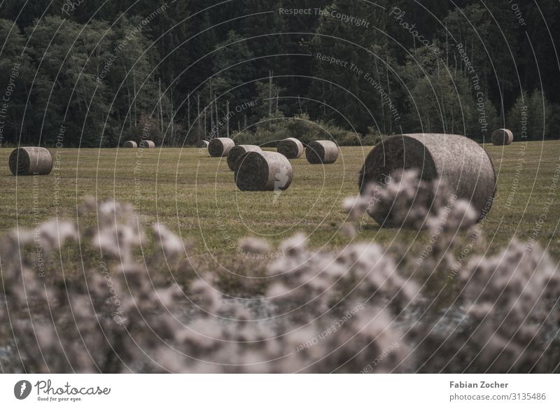 Heufeld im Allgäu Fahrradfahren Natur Landschaft Erde Sommer Pflanze Wiese Feld Wald wandern rund grün Frühlingsgefühle Freizeit & Hobby Grüntensee ländlich