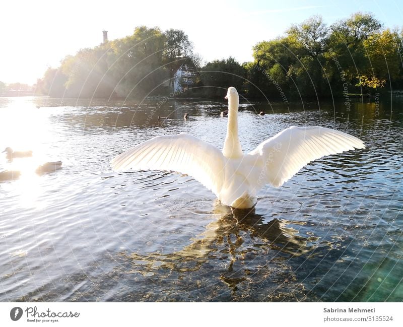 Schwan Ferien & Urlaub & Reisen Ausflug Ferne Freiheit Sommer Natur Wasser Sonne Sonnenlicht Schönes Wetter See Tier Erholung Blick leuchten authentisch frei