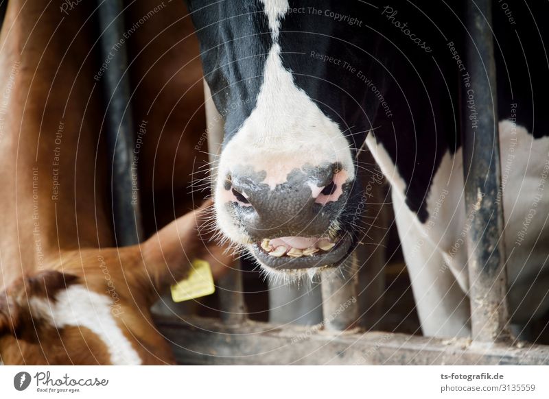 Gesicht im Gesicht Landwirtschaft Forstwirtschaft Stall Bauernhof Tier Nutztier Kuh Schnauze Wiederkäuer 2 Metall Essen füttern braun schwarz bedrohlich