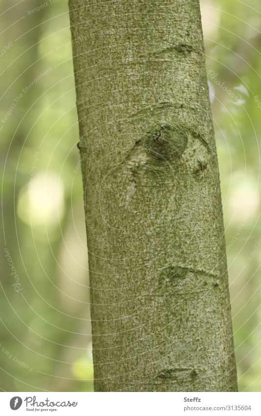 im Wald bist du nie allein Baumaugen Baumrinde Buchenrinde Rinde Auge Buchenstamm Pupille beobachten Baumstamm unheimlich schauen wachsam bizarr ungewöhnlich