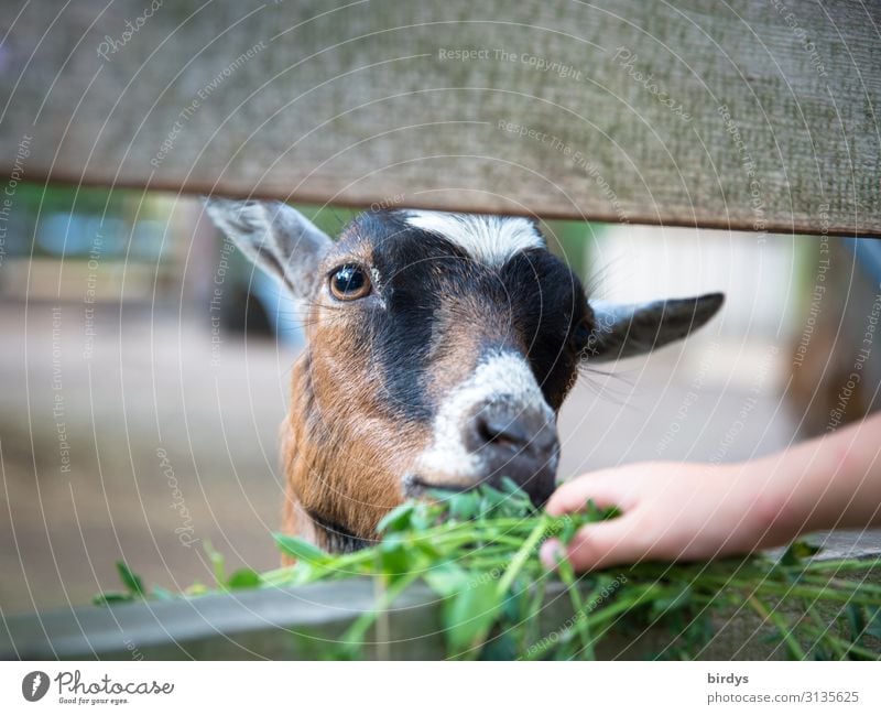 Ziege füttern Landwirtschaft Forstwirtschaft Kind Hand 1 Mensch 3-8 Jahre Kindheit Gras Klee Nutztier Tiergesicht Streichelzoo Ziegen Fressen Freude Tierliebe