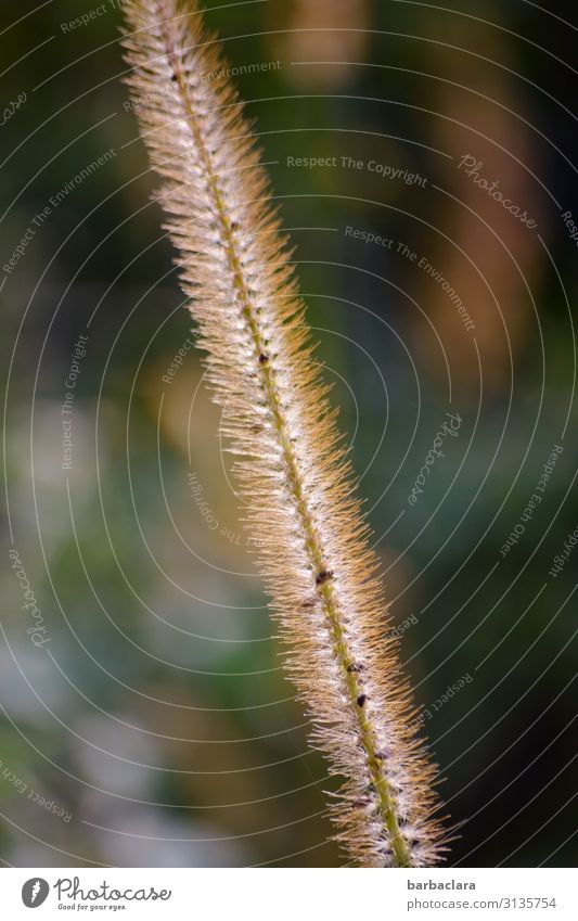 Leuchtender Grashalm Natur Pflanze Sonne Schönes Wetter Wiese Feld leuchten Wachstum hell Energie Klima Stimmung Umwelt Farbfoto Außenaufnahme Nahaufnahme