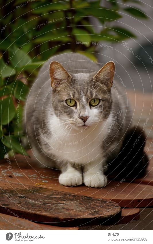 Blickkontakt - Katze auf der Mauer Sträucher Blatt Garten Schrobenhausen Bayern Dorf Wand Gartenmauer Dachziegel Tier Haustier 1 beobachten liegen dick