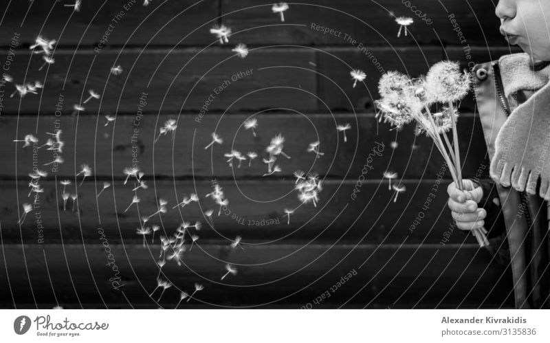 Pusteblumen Freude Freizeit & Hobby Kind feminin Mädchen Lippen 1 Mensch 3-8 Jahre Kindheit Kunst Umwelt Natur Pflanze Wildpflanze atmen Bewegung entdecken