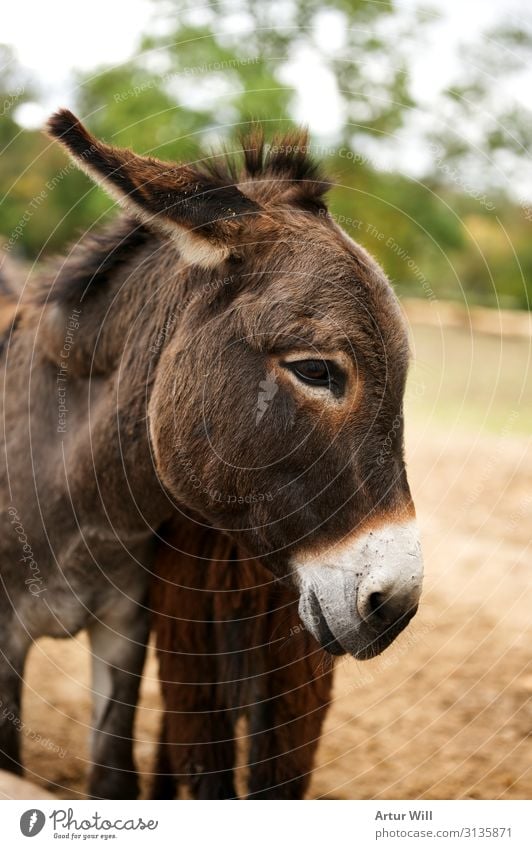 Esel Tier Nutztier Tiergesicht Fell Zoo Streichelzoo 1 füttern Neugier niedlich schön braun Farbfoto Außenaufnahme Nahaufnahme Freisteller Tag