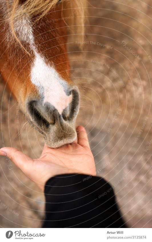 Füttern Natur Tier Nutztier Pferd Zoo Streichelzoo 1 Essen Fressen füttern genießen schön braun Freude Vertrauen Sympathie Tierliebe Farbfoto Außenaufnahme Tag