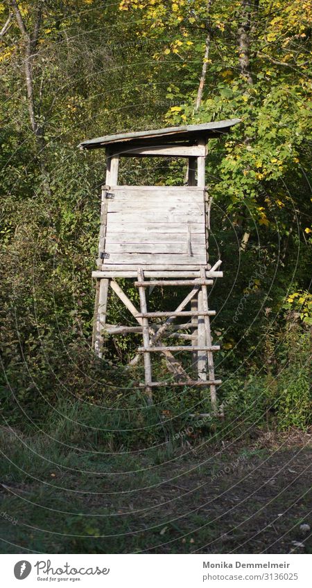 Jägerstand wandern Natur Landschaft Pflanze Tier Herbst Schönes Wetter Baum Sträucher Blatt Wald Menschenleer Hochsitz Wildtier Fährte Holz Jagd oben wild Ehre