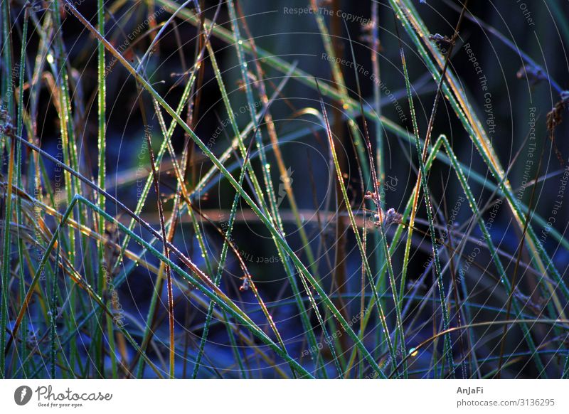 Rauhreif Natur Wasser Herbst Winter Wetter Eis Frost Gras Blatt Garten Wiese Kristalle Stimmung friedlich trösten ruhig Neugier Hoffnung Umwelt Farbfoto