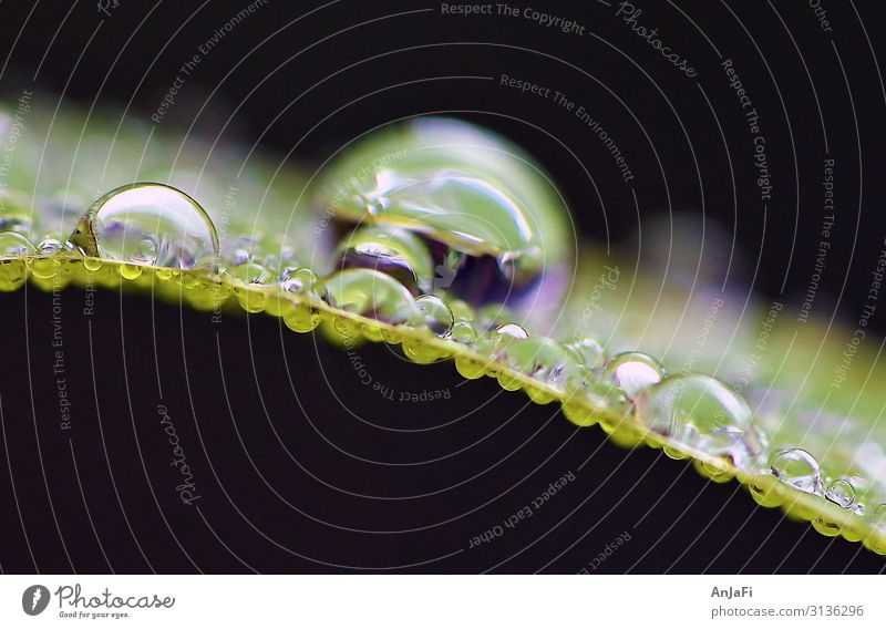 Tropfen Umwelt Natur Pflanze Wasser Wassertropfen Sommer Herbst Klima Wetter Regen Blatt Garten Wiese ästhetisch frisch grün Neugier Hoffnung Trauer Einsamkeit