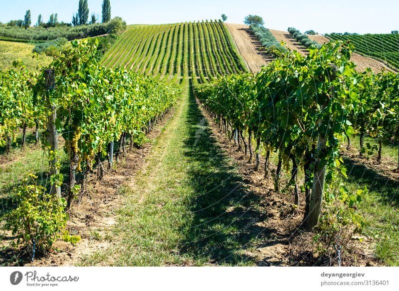 Weingüter mit weißen Trauben in Italien. Italienisches Weingut. Sommer Natur Landschaft Pflanze Blatt natürlich grün Perspektive Weinberg Weintrauben Toskana