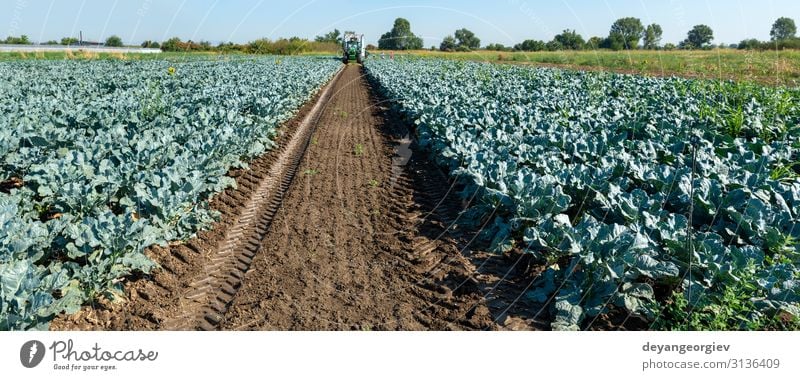 Traktor in Brokkolianbaugebiet. Große Brokkoli-Plantage. Gemüse Vegetarische Ernährung Arbeit & Erwerbstätigkeit Gartenarbeit Umwelt Landschaft Pflanze Erde