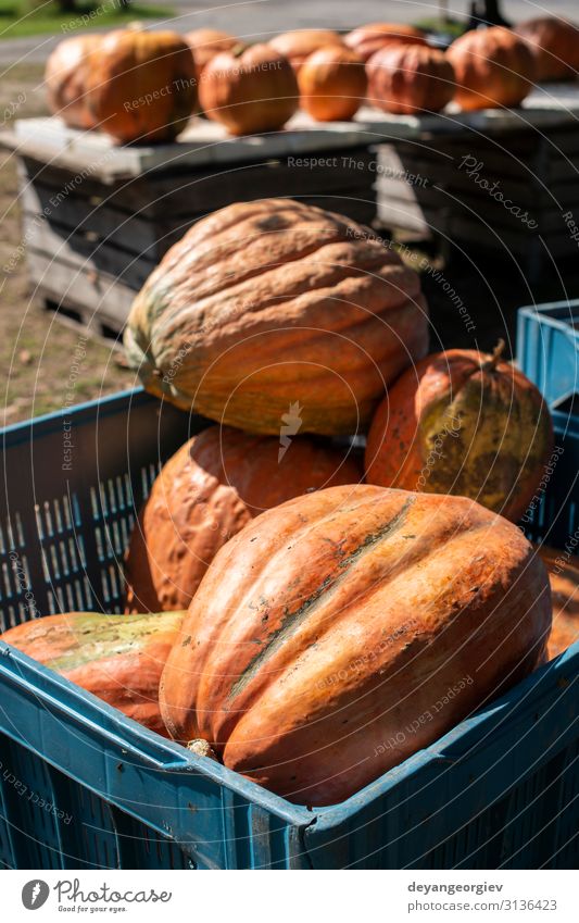 Vielfalt von vielen Kürbissen auf dem Markt. Verschiedene Arten von Kürbissen Gemüse Garten Dekoration & Verzierung Erntedankfest Halloween Natur Pflanze Herbst