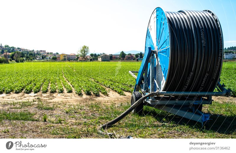 Bohnenplantagen- und Bewässerungsschlauch. Kleine grüne Bohnenpflanzen Gemüse Garten Industrie Natur Landschaft Erde Blatt Wachstum frisch klein Großgrundbesitz